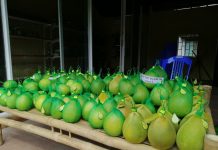 Bưởi Trụ Làng Đại Bình Đặc Sản Trái Cây Hiếm Không Nên Bỏ Lỡ Bưởi Làng Đại Bình