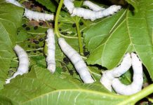 Nghề Làm Kén Đại Bình Nghề Truyền Thống Tạo Ra Thu Nhập Cho Người Dân Nghề làm kén làng Đại Bình